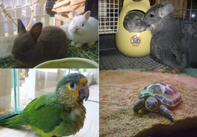小動物