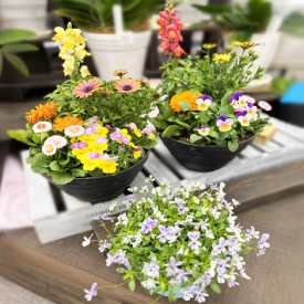 エイトガーデン