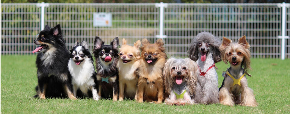 犬しつけ教室