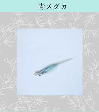 メダカ 金魚 飼育の基本 株式会社ダイユーエイト