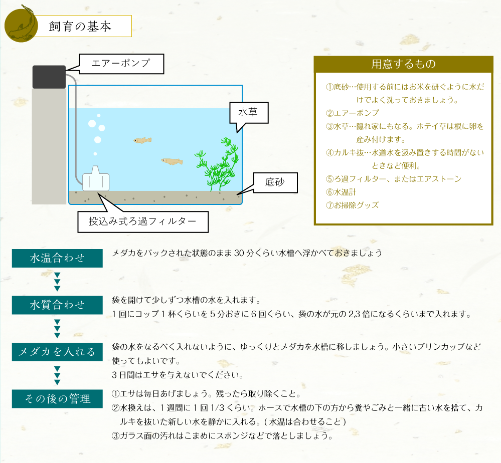 メダカ飼育の基本