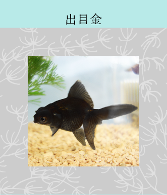 メダカ 金魚 飼育の基本 株式会社ダイユーエイト