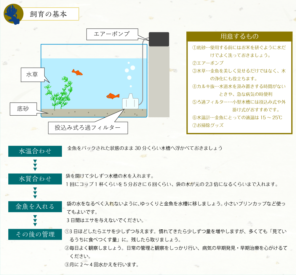 金魚飼育の基本