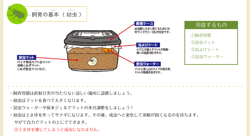 飼育の基本(幼虫)