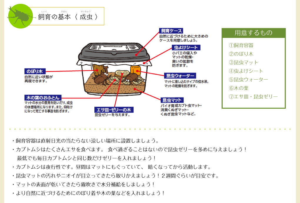 飼育の基本(成虫)