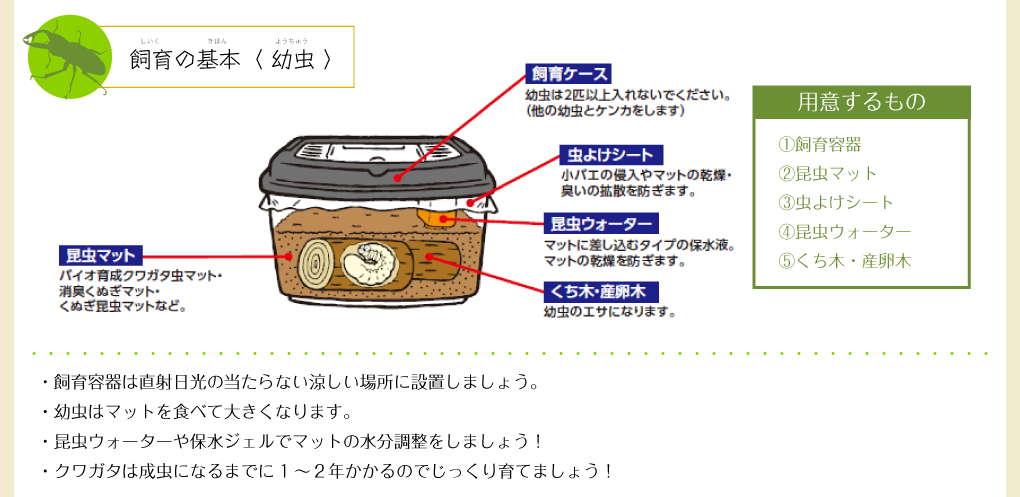 飼育の基本(幼虫)