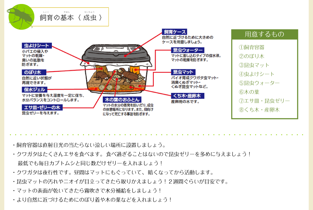 飼育の基本(成虫)