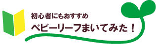 ベビーリーフを育ててみよう