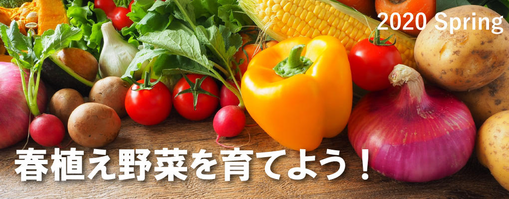 春植えの野菜を育てよう