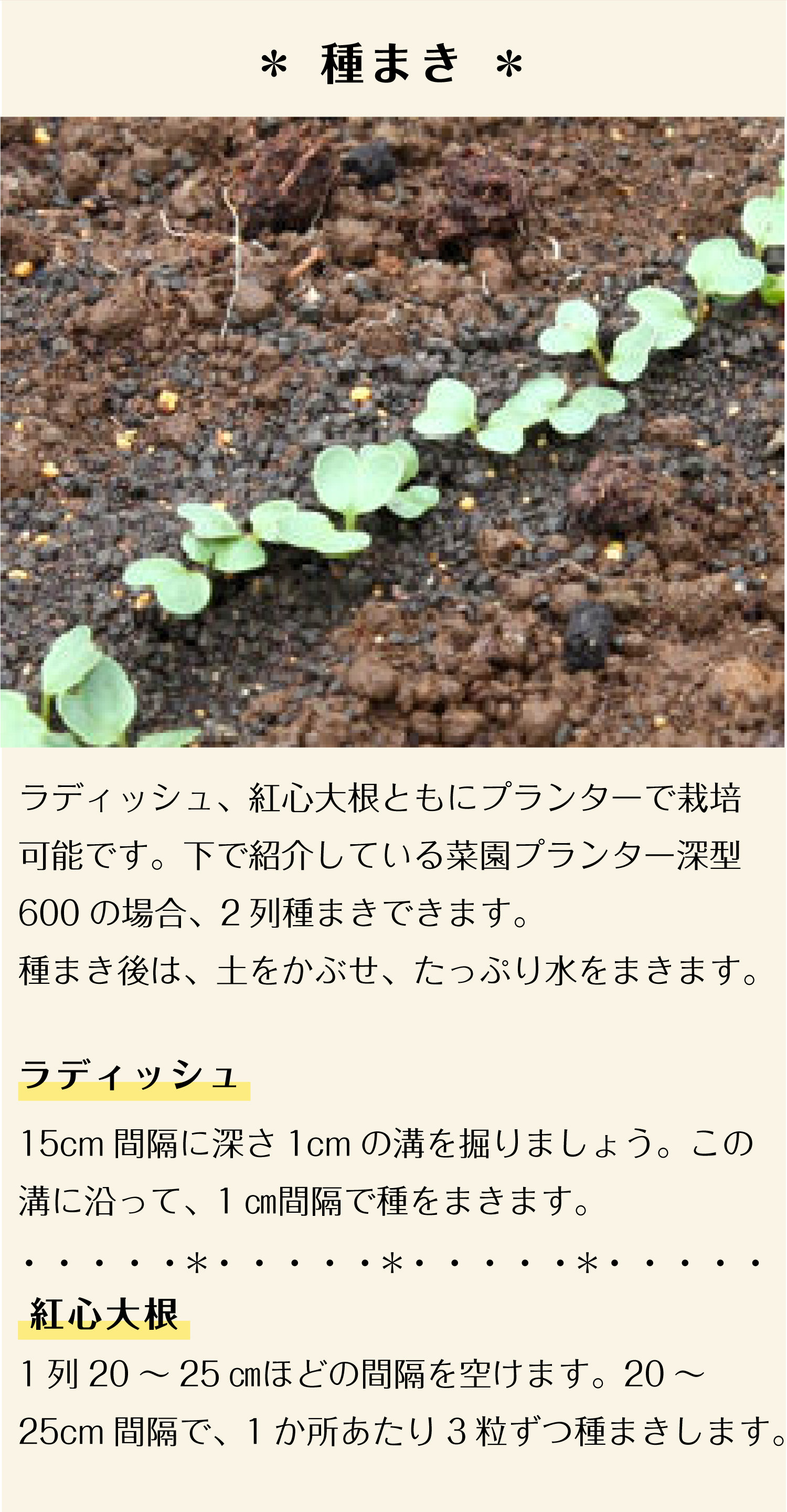 育てる場所を選ばない 病害虫に強い おすすめ秋植え野菜 株式会社ダイユーエイト