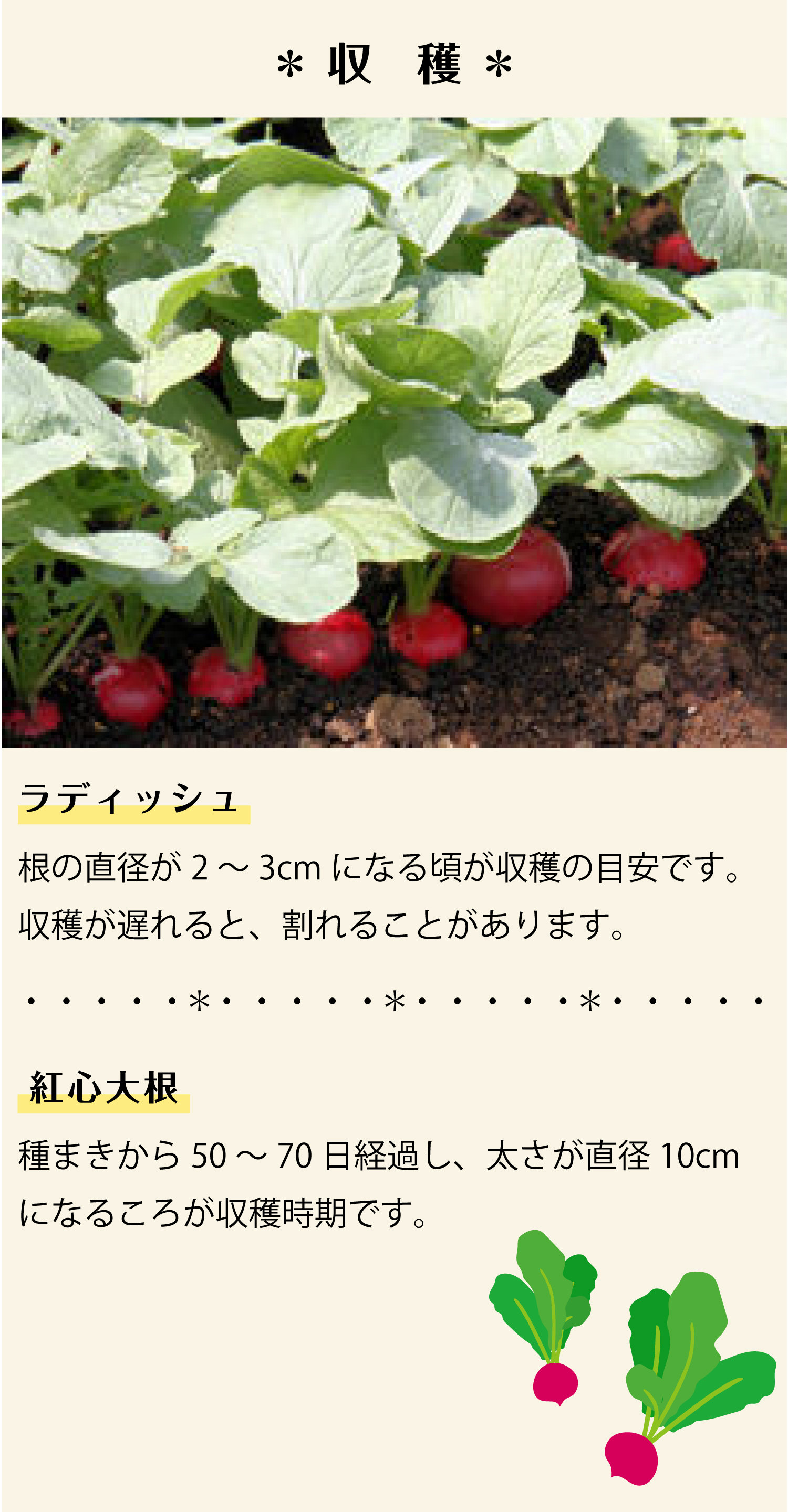 育てる場所を選ばない 病害虫に強い おすすめ秋植え野菜 株式会社ダイユーエイト 育てる場所を選ばない 病害虫に強い おすすめ秋植え野菜 株式会社ダイユーエイト