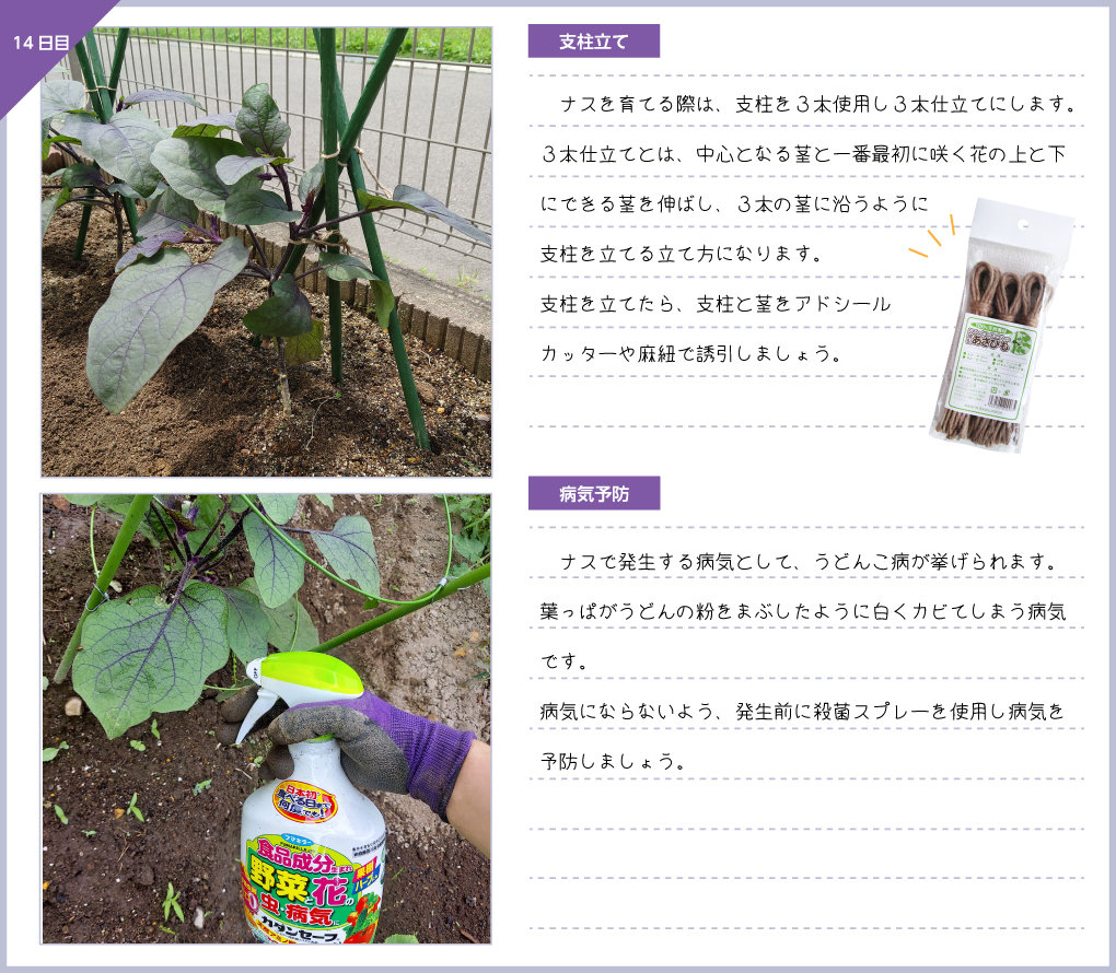 観察日記 ナス編 株式会社ダイユーエイト