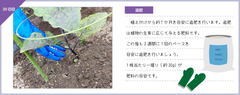 観察日記 ナス編 株式会社ダイユーエイト