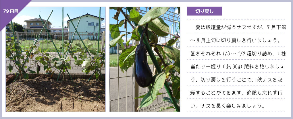 観察日記 ナス編 株式会社ダイユーエイト