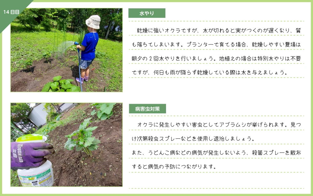 オクラ 水やり 病害虫対策