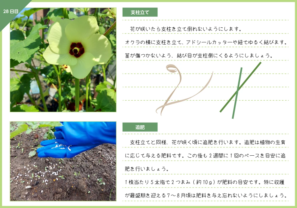 オクラ 支柱立て 追肥