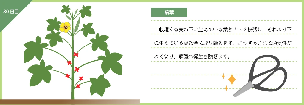 オクラ 摘葉