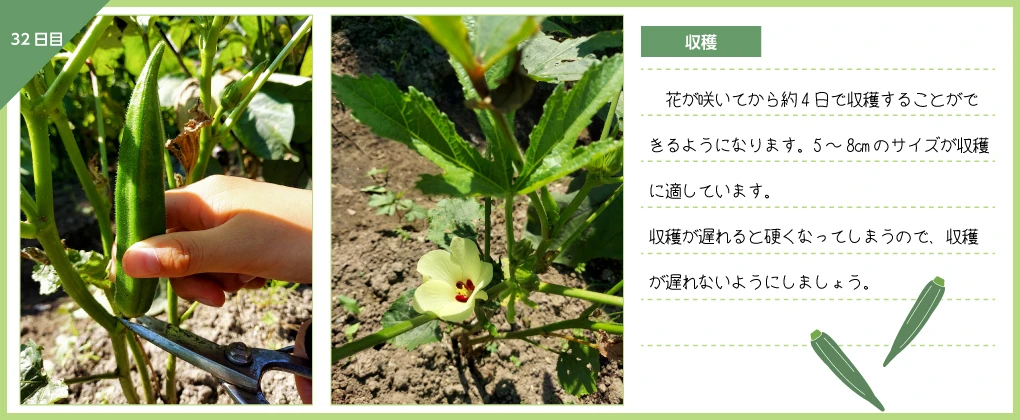 オクラ 収穫