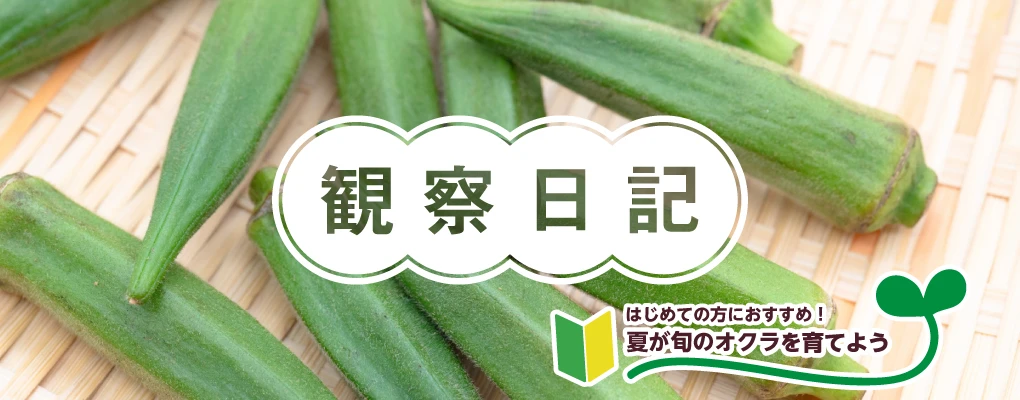 観察日記 オクラ編