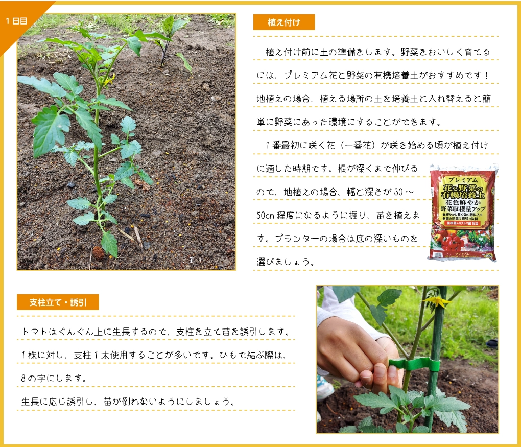 ミニトマト　植え付け　植え方