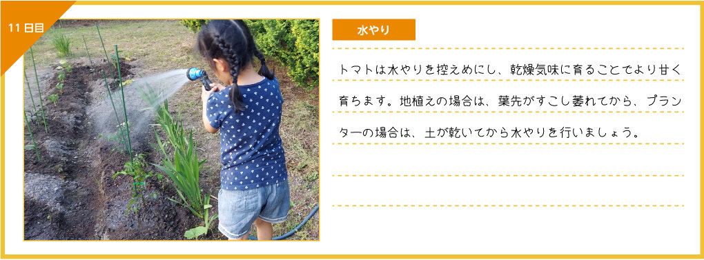 観察日記 ミニトマト編 株式会社ダイユーエイト