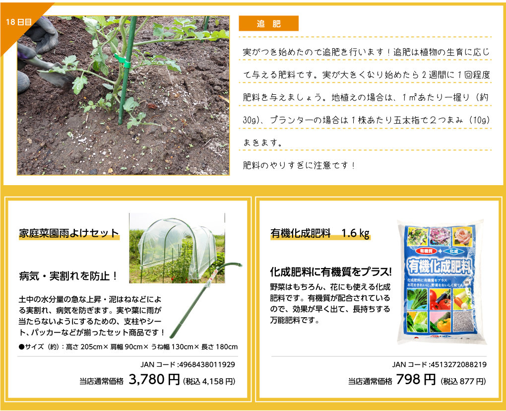 観察日記 ミニトマト編 株式会社ダイユーエイト