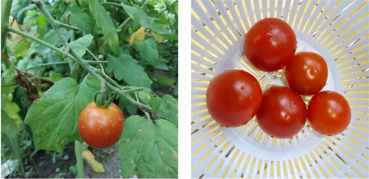 真っ赤に熟したミニトマトを収穫した様子（59日目）