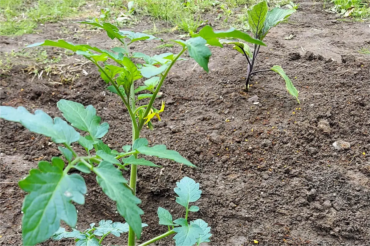 ミニトマトの苗をプランター・畑に植え付けた様子（植え付け1日目）