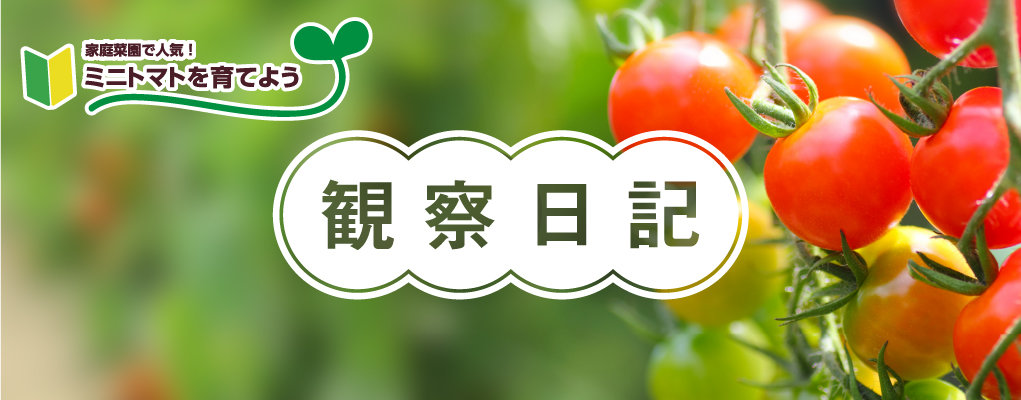 観察日記 ミニトマト編 株式会社ダイユーエイト 観察日記 ミニトマト編 株式会社ダイユーエイト