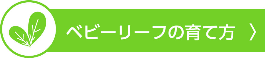 観察日記　ベビーリーフ