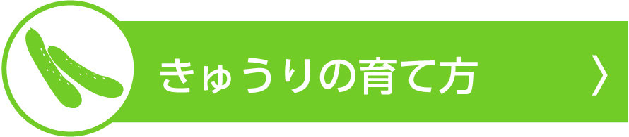 観察日記　きゅうり