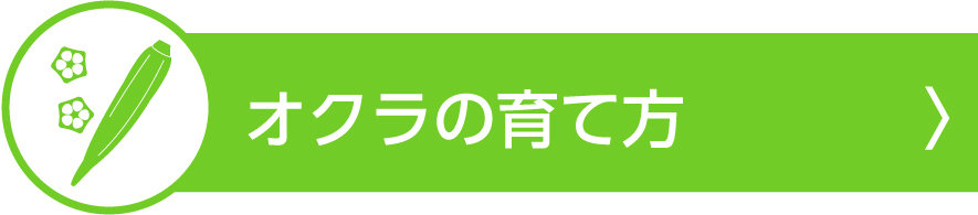 観察日記 オクラ