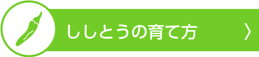 観察日記　ししとう