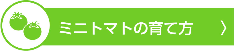 観察日記　ミニトマト