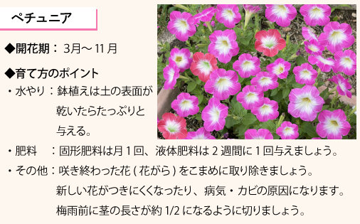 はじめてでも育てやすい春の花苗 野菜苗特集 株式会社ダイユーエイト
