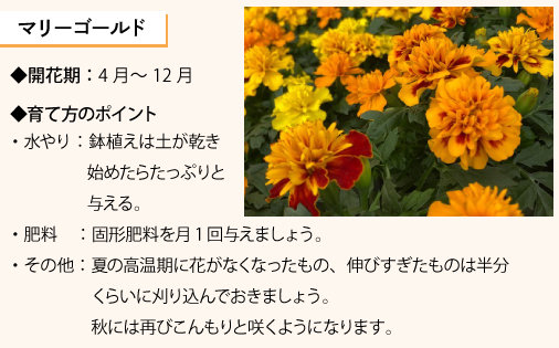 はじめてでも育てやすい春の花苗 野菜苗特集 株式会社ダイユーエイト