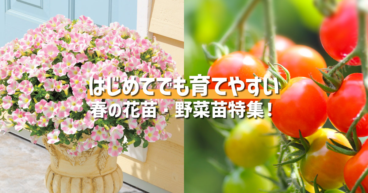はじめてでも育てやすい春の花苗 野菜苗特集 株式会社ダイユーエイト はじめてでも育てやすい春の花苗 野菜苗特集 株式会社ダイユーエイト