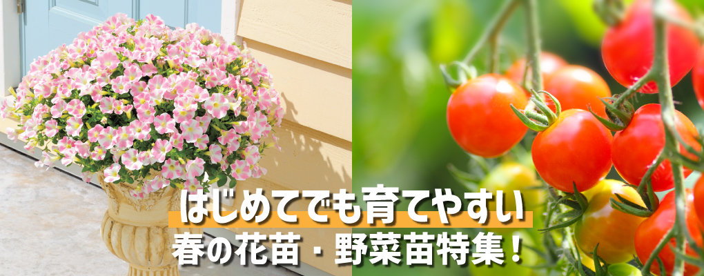 はじめてでも育てやすい春の花苗 野菜苗特集 株式会社ダイユーエイト