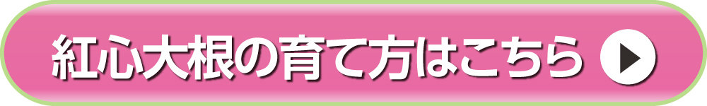 紅心大根の育て方へ