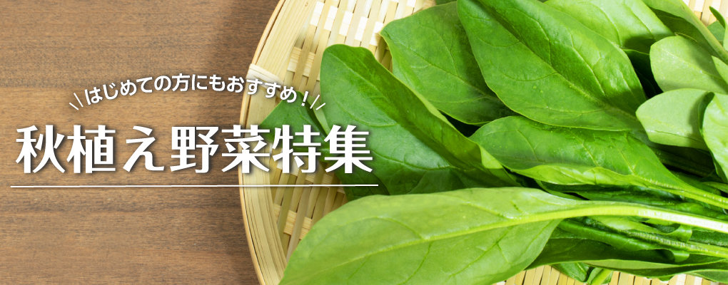 秋植え野菜特集