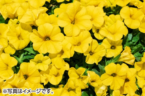 ミリオンベル　イエロー