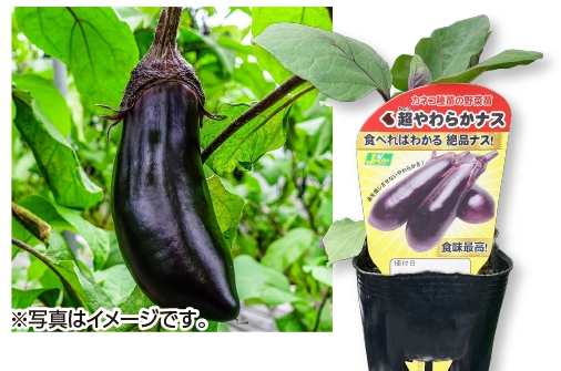 自根なす　超やわらかナス