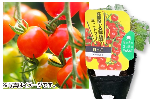 すくすく野菜　ミニトマト　甘っ子