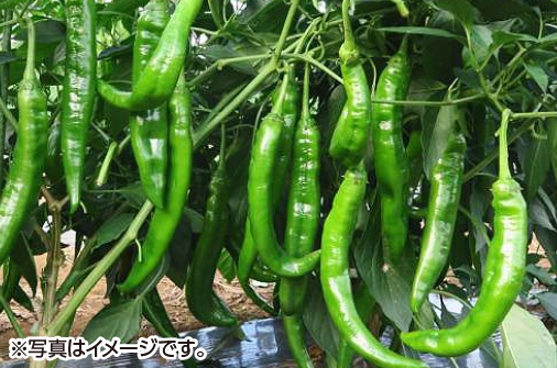 本気野菜ししとう　甘ししとう