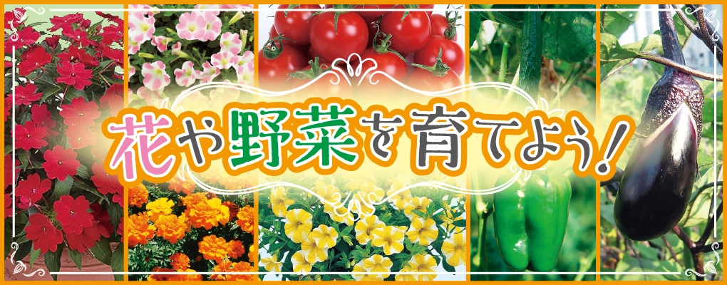 ダイユーエイト　はじめての方におすすめ　春の花苗　野菜苗