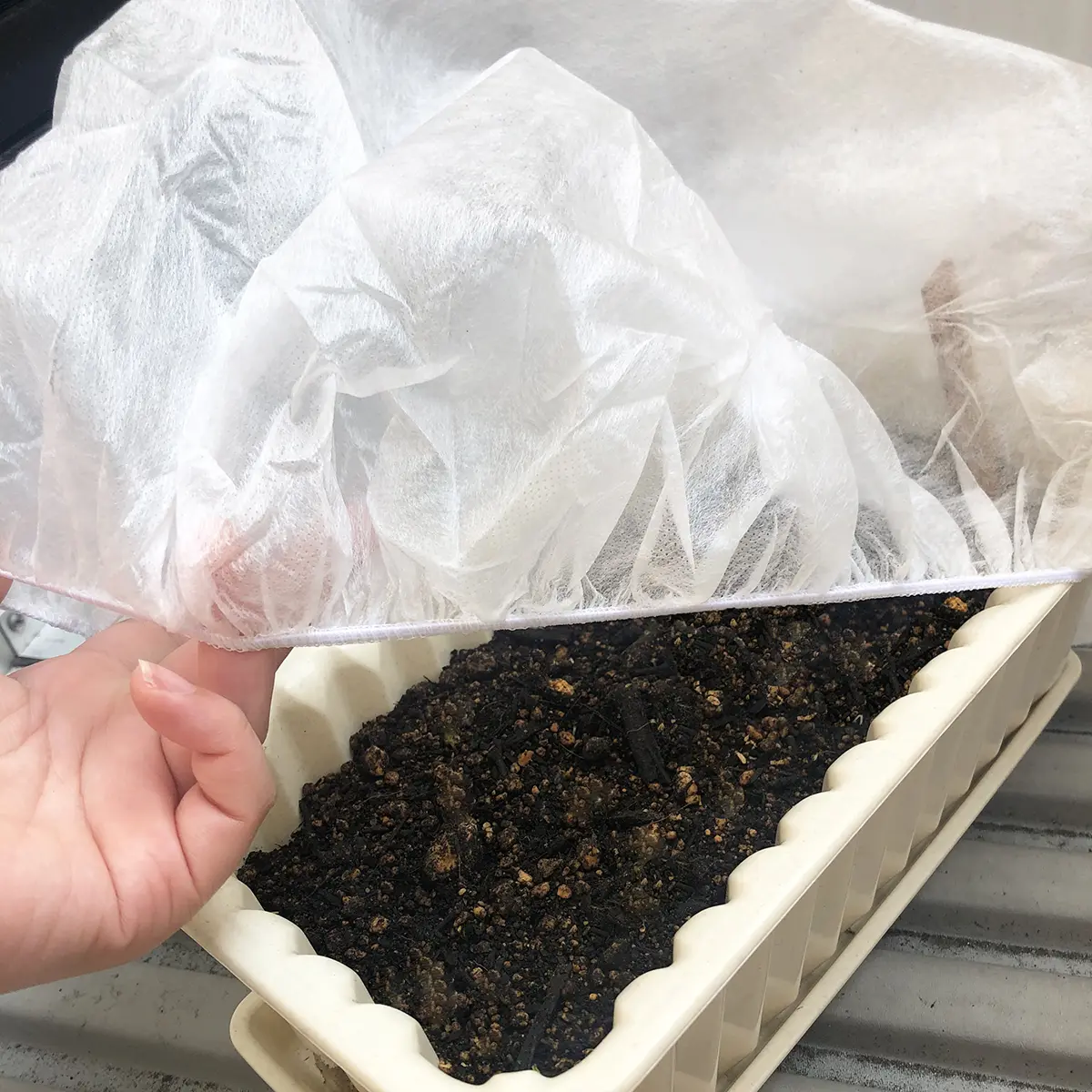 ベビーリーフのプランターに寒冷紗（プランターキャップ）をかけて保温する様子（9日目）